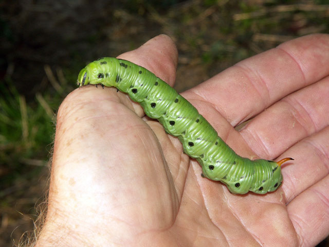 Agrius convolvuli- Copyright Hugues Mouret